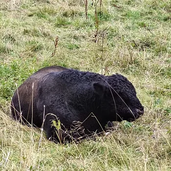 Dánsko - Nordic Walking na ostrově Bornoholm mě nadchl