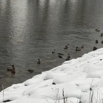 Ostrava podivuhodná - NW výšlap Hrabová - dřevěný kostel - kolonie Šídlovec - halda Hrabůvka - řeka Ostravice