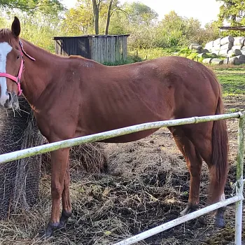 Jistebník - podivuhodné Poodří. Nordic Walking výšlap s instruktorkou.