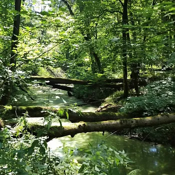 Ostrava!!! - přírodní rezervace Rezavka. Nordic Walking výšlap s instruktorem.