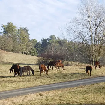KOKOŘÍNSKO – Nordic Walking výšlap Zakšín – Tupadly
