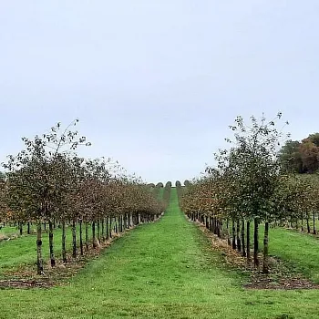 Mělnicko - Jeviněves. Nordic Walking výšlap kolem hradu, blázince, zapomenutého hřbitova a místa, které je lepší než muzeum. Buřtíky s sebou.