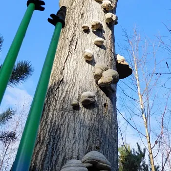 KOKOŘÍNSKO – Nordic Walking výšlap Zakšín – Tupadly