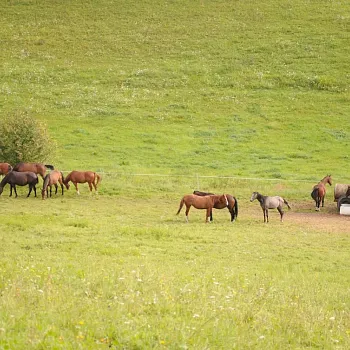 Kokořínsko - NW výšlap na výhledy z Nedvězí a Osinalické skály.