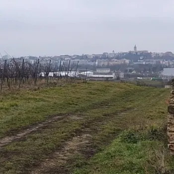 Mělník - Nordic Walking výšlap do vinice Klamovka