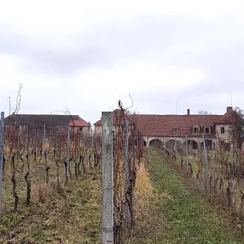 Mělník - Nordic Walking výšlap do vinice Klamovka