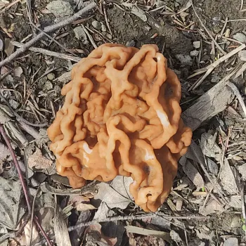 Zlatohorsko - Bílá sobota 2026