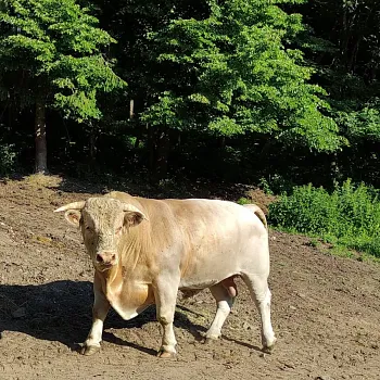 Nordic Walking "Expedice Rychleby 2021"