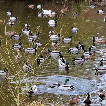 Nordic Walking listopad 2021 u Vltavy