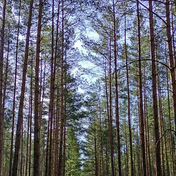 Nordic Walking expedice Máchovou cestou, den druhý.