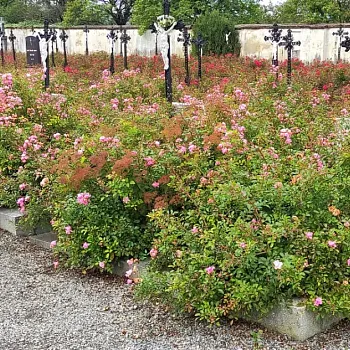 Nordic Walking Bílá Voda - Zloty Stok