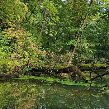Ostrava - Nordic Walking přírodní rezervací Rezavka