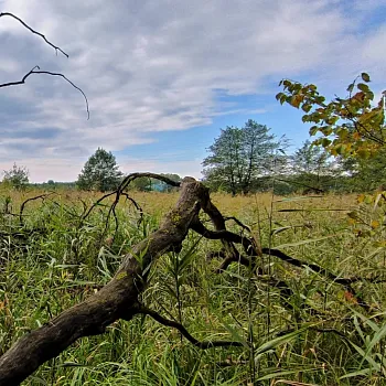 Ostrava - Nordic Walking přírodní rezervací Rezavka