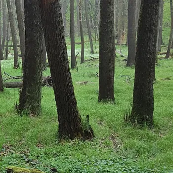 Ostrava!!! ztracené Eldorádo. Z Michálkovic do Petřvaldu