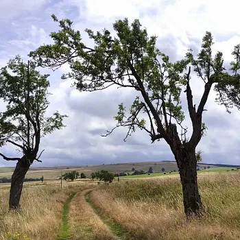 Krušné hory - nádherné, pro Nordic Walking jako dělané.