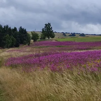 Krušné hory - nádherné, pro Nordic Walking jako dělané.