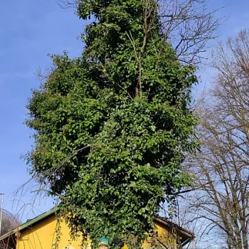 Zlaté Hory - Silvestrwalking 2023 - klidná cesta