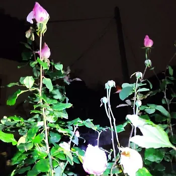 Mělník před vánoci 2024 - Nordic Walking výšlap do tmy počtvrté