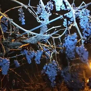 Mělník před vánoci 2024 - Nordic Walking výšlap do tmy počtvrté