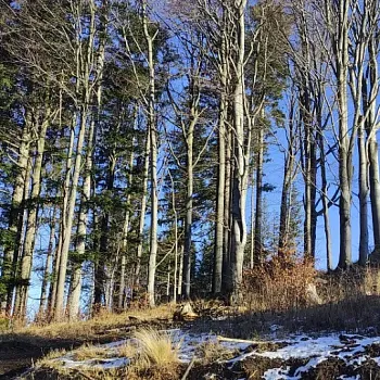 Zlaté Hory - Silvestr Walking 2024