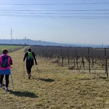Mělník - Nordic Walking ve vinici Klamovka