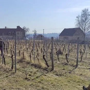 Mělník - Nordic Walking ve vinici Klamovka