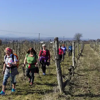 Mělník - Nordic Walking ve vinici Klamovka