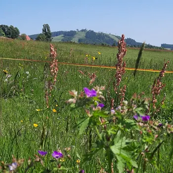 Expedice Krušné Hory 2025 - den první Nejdek, Tisová - Plešivec