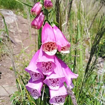 Lázně Jeseník, Studniční hora, Medvědí kámen - nádherná Nordic Walking lokalita