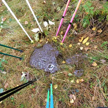 Nordic Walking - stezka Pasák nad Kolštejnem