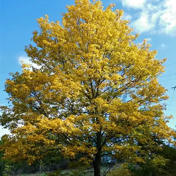 Podzim v Českém středohoří - Nordic Walking kouzelné vyhlídky
