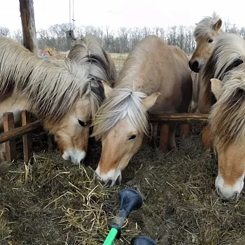 Nordic walking v mělnickém podzámčí