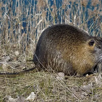 Nordic walking v mělnickém podzámčí