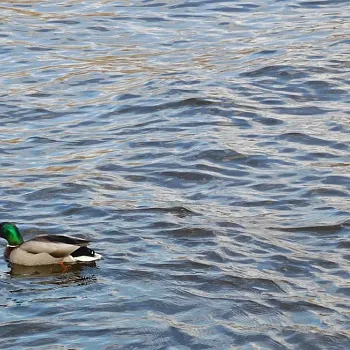 Nordic Walking sólo do Kralup nad Vltavou