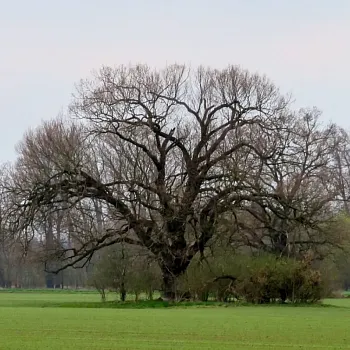 Pod Mělníkem - Nordic Walking výšlap k soutokům